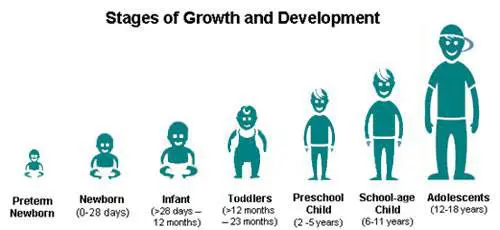 Etapas de crecimiento y desarrollo del niño